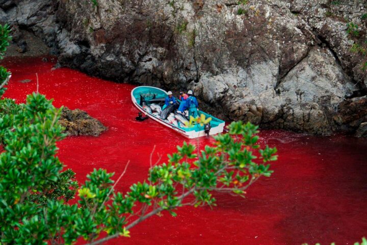 Baia di Taiji in Giappone, luogo della caccia annuale ai delfini