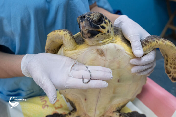 Blue Conservancy è un'associazione ambientalista che si pone come principale obiettivo di salvare le tartarughe e proteggere gli oceani attraverso il Centro Recupero Tartarughe Marine di Brancaleone