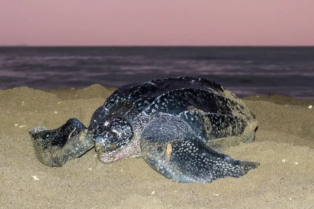 Una tartaruga Liuto (Dermochelys coriacea) durante un'emersione al tramonto per deporre le uova.