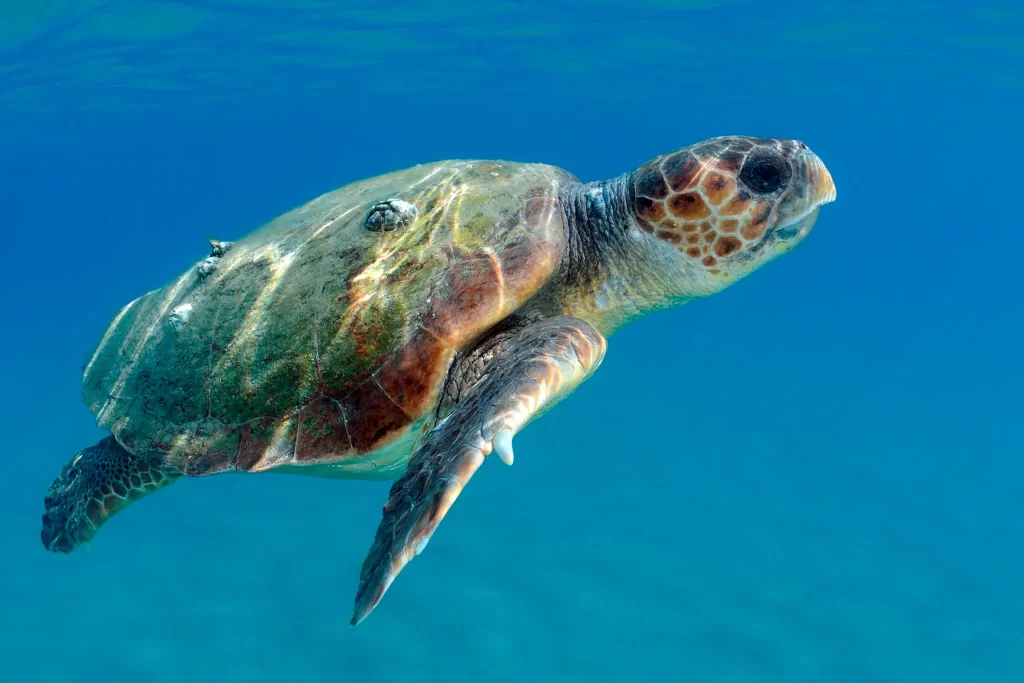 Una tartaruga comune (Caretta caretta) adulta che nuota nel Mar Mediterraneo