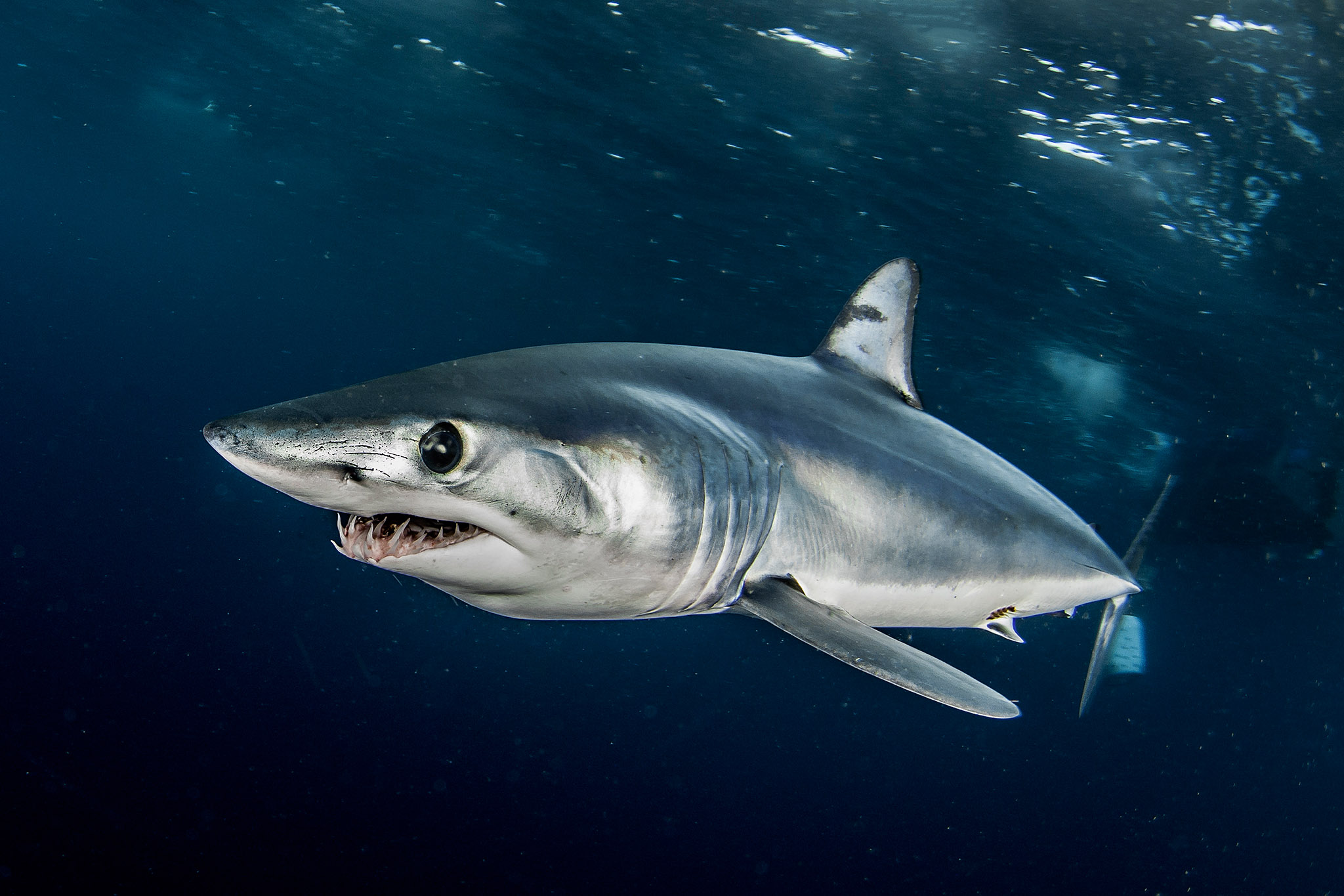 Squalo mako Isurus oxyrinchus