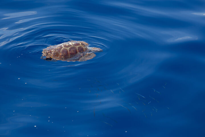 Loggerhead sea turtles (Caretta caretta) in basking activity in the Mediterranean sea