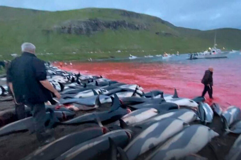 Un uomo cammina in mezzo a delfini bianchi uccisi dalla Grindadrap nelle Isole Faroe