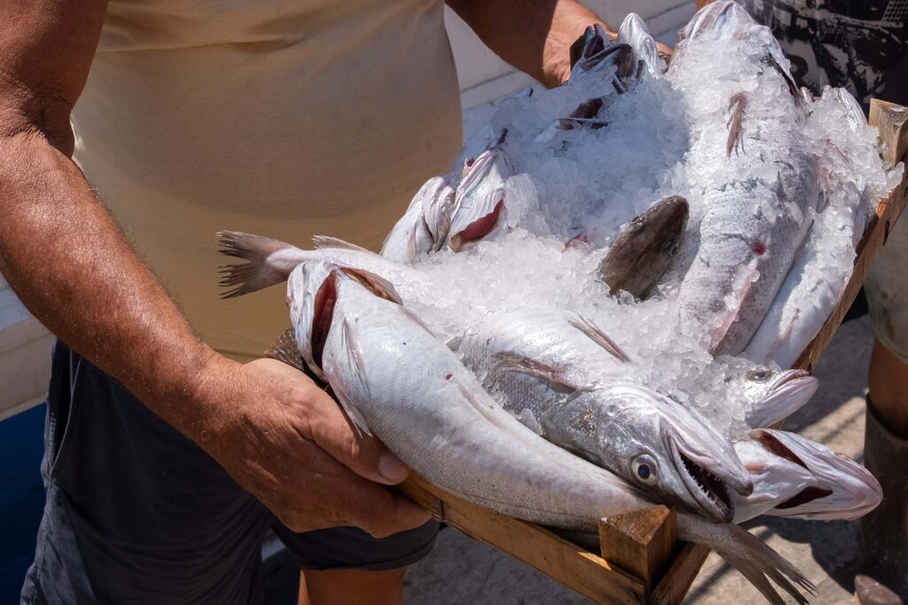 Una cassetta di nasello del Mediterraneo appena sbarcata dal peschereccio.