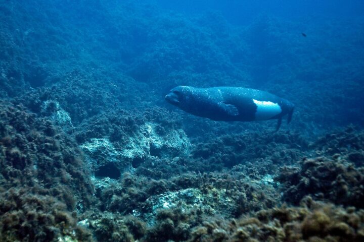 Foca Monaca nel Mediterraneo