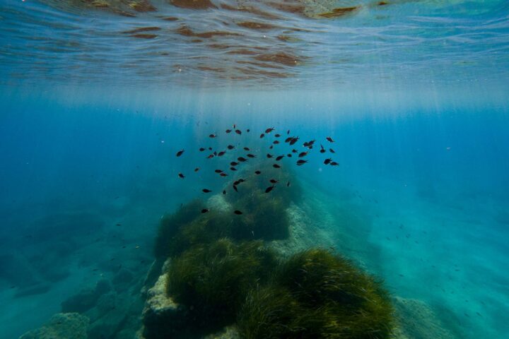 La Giornata Mondiale degli Oceani non è solo una ricorrenza simbolica: è un richiamo potente alla coscienza collettiva, un invito ad agire prima che sia troppo tardi.