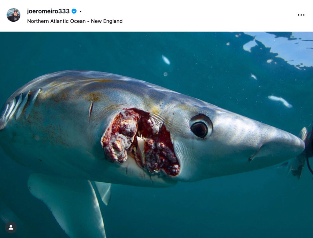 Squalo azzurro con la mandibola strappata da un amo da pesca durante un combattimento. Come si vede dalla fotografia la pesca sportiva causa sofferenza animale quanto la pesca professionale. Foto di Joe Romeiro