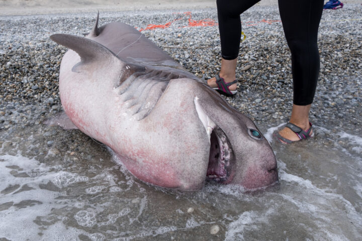 Questo squalo capopiatto si è spiaggiato in Calabria a causa di una battuta di pesca sportiva. La sofferenza animale causata da questa tipologia di pesca non è inferiore alla pesca professionale.