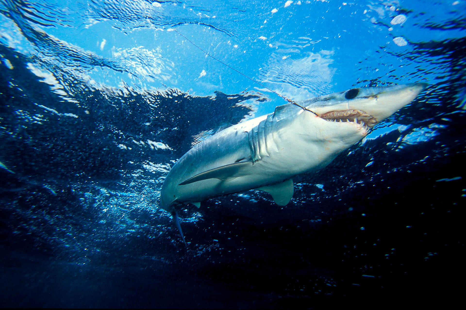 Uno squalo mako con un grosso amo da palangaro in bocca