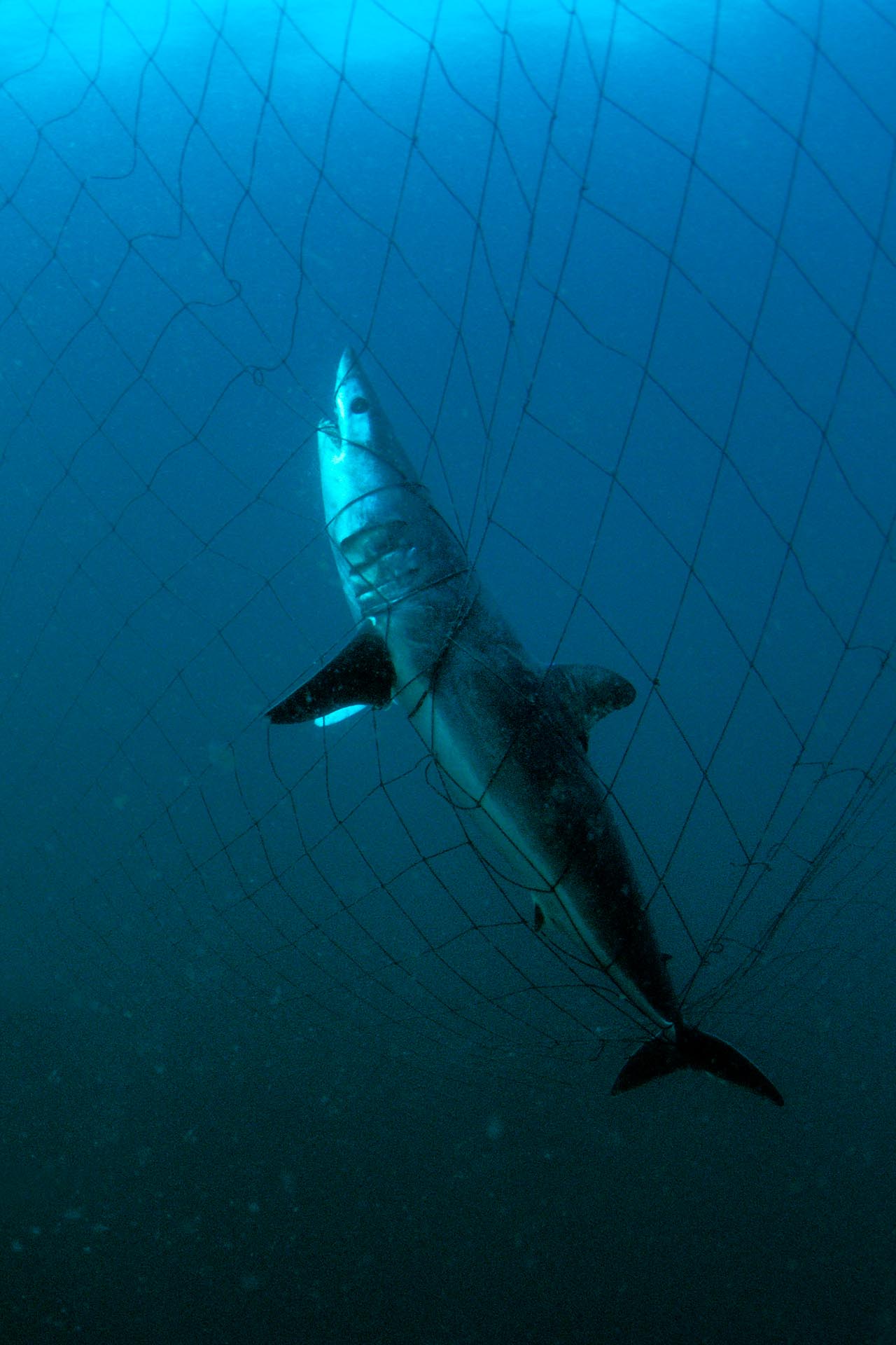 Squalo Mako (Isurus oxyrinchus) intrappolato in una rete da pesca destinata al pesce spada