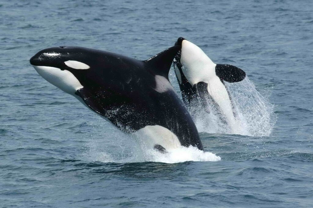 Due orche in natura (Orcinus orca) in oceano aperto.