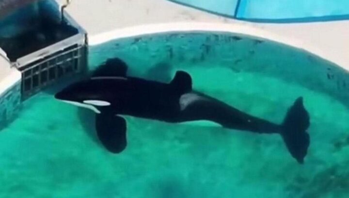 Ultimi istanti di vita dell'Orca Kshamenk