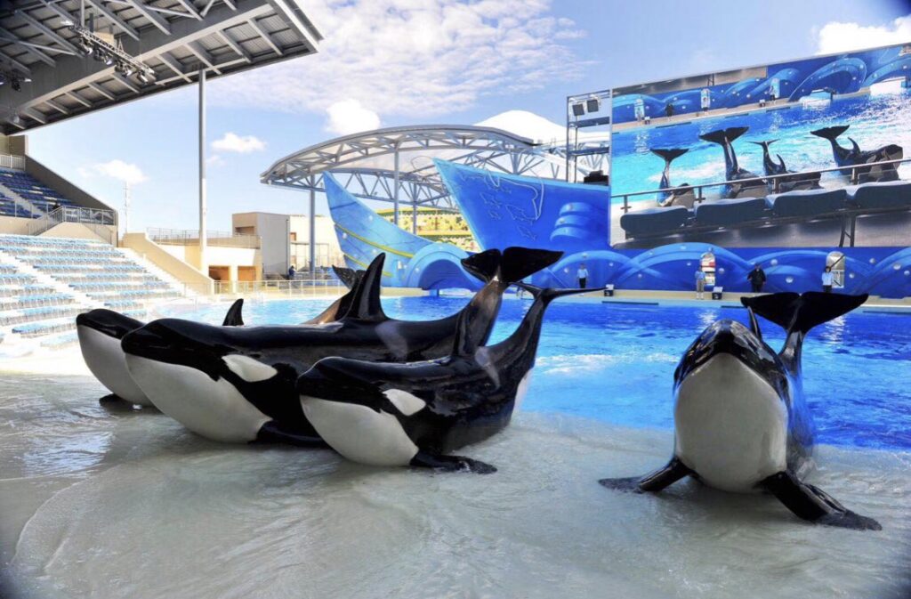 Alcune orche si esibiscono in un uno spettacolo dei tanti delfinari sparsi per il mondo. Questi parchi, per le orche restano comunque una prigione, come lo dimostra il caso di Kshamenk