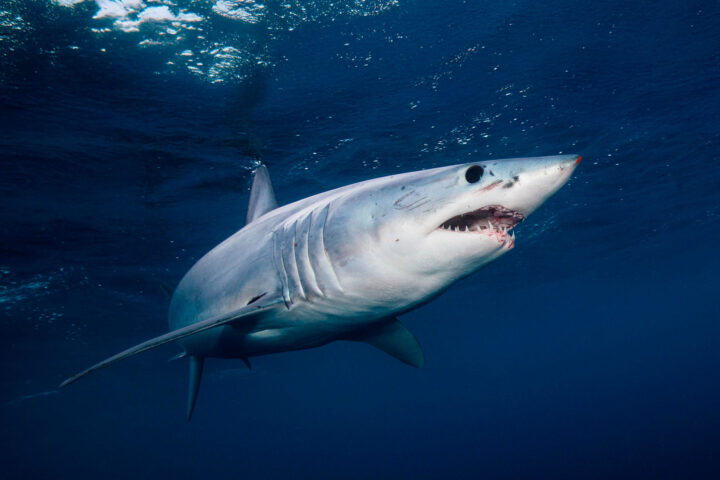Particolare della dentatura di uno squalo mako (Isurus oxyrinchus)