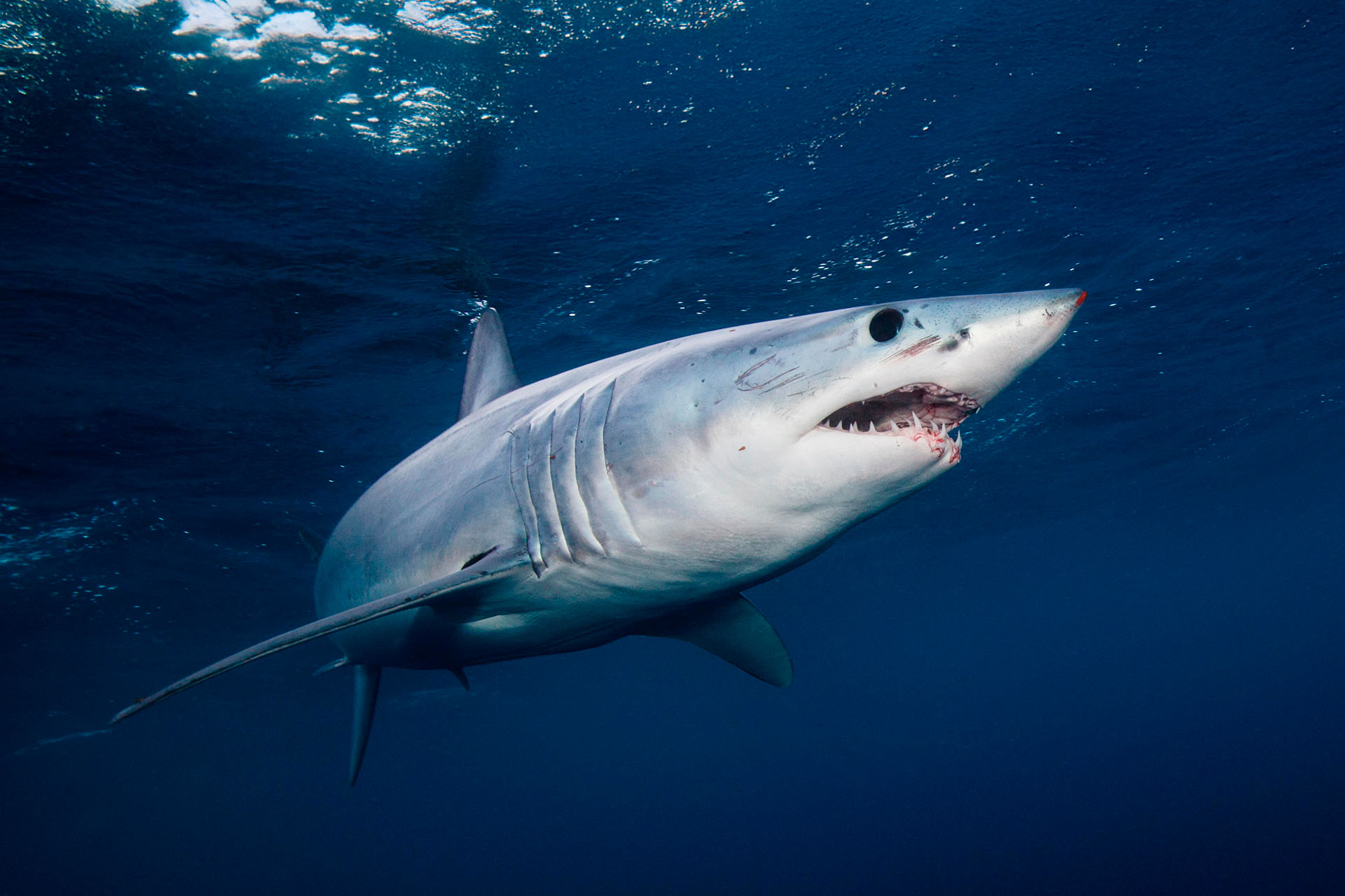 Particolare della dentatura di uno squalo mako (Isurus oxyrinchus)